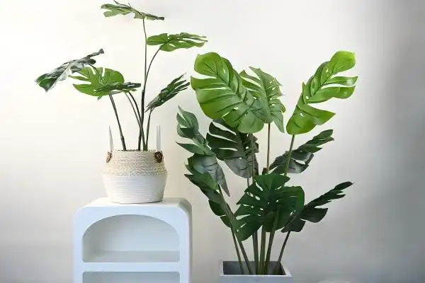 Everything you need to know about the Monstera